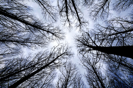 trees in a forest at sunrise view from belowの写真素材