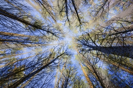 surreal trees in a forest   view from belowの写真素材