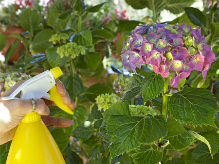 watering a pink hydrangea with a spray containerの写真素材