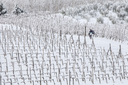 man walking among rows of vines in the snow の写真素材