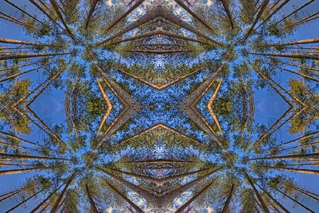 symmetrical view of trees from below