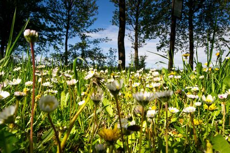 Minesweeper,Spring meadow with many flowersの写真素材