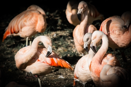 pink flamingoの写真素材