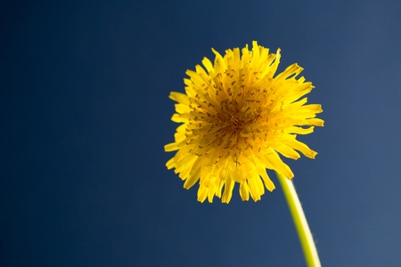 Taraxacum officinale