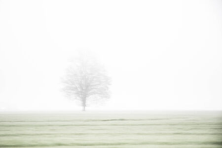 a tree in the mist of the countrysideの写真素材