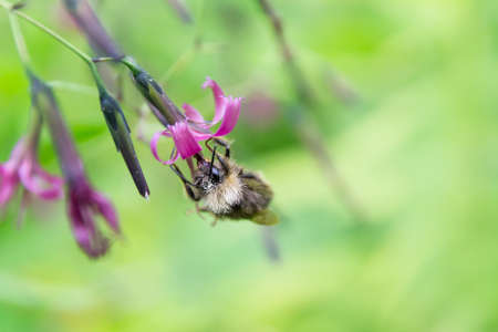 honey bee on flower with green backgroundの写真素材