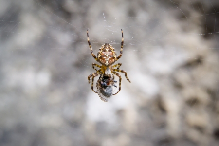 a spider eats the fly over in his webの写真素材