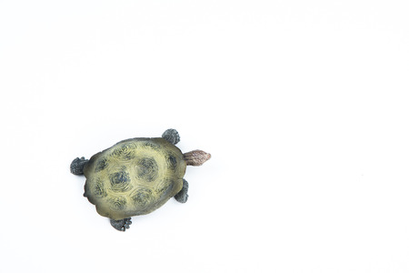 turtle view from above on white backgroundの写真素材
