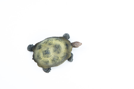turtle view from above on white backgroundの写真素材
