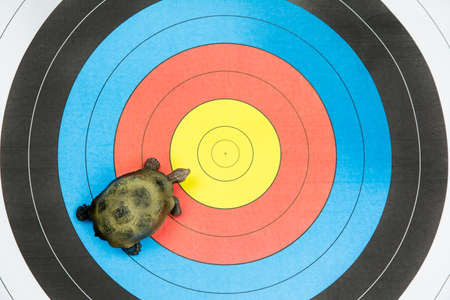 turtle view from above on target backgroundの写真素材