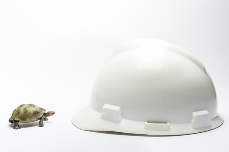 a turtle in front of a safety helmet on a white backgroundの写真素材