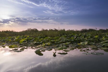 Lotus flowers on river Mincio_Italy_ during a sunny day.の写真素材