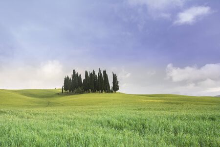 classic Tuscany landscape with hills,cipress and field during a sunny day.の写真素材