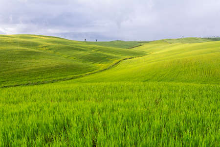 classic Tuscany landscape with hills,cipress and field during a sunny day.の写真素材