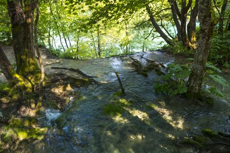 water anf tree in the national park of plitvice lakes in croatia on a sunny dayの写真素材