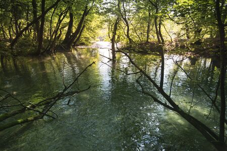 water anf tree in the national park of plitvice lakes in croatia on a sunny dayの写真素材
