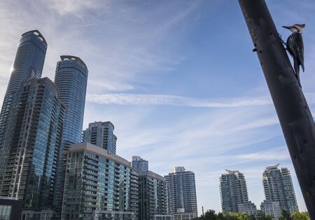 Toronto,Canada-august 2,2015:Blue Jay look the skyline of Toronto near the Metro convention centre in downtown Toronto during a sunny dayのeditorial素材