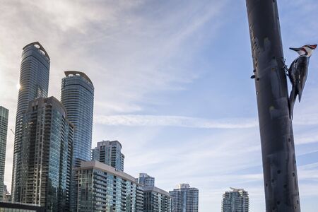 Toronto,Canada-august 2,2015:Blue Jay look the skyline of Toronto near the Metro convention centre in downtown Toronto during a sunny dayのeditorial素材