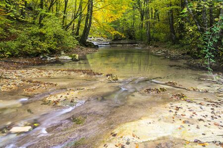 A river flows peacefully among yellow trees in the forest during autumnの写真素材