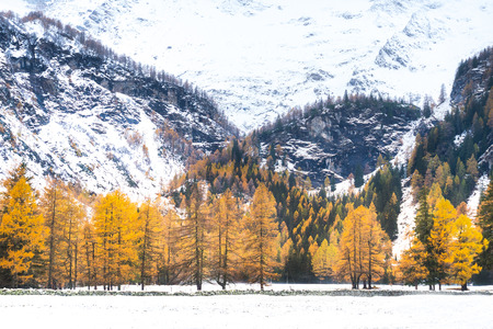 Snow-covered forest in autumn on the border between Italy and Switzerland along the Bernina express routeの写真素材