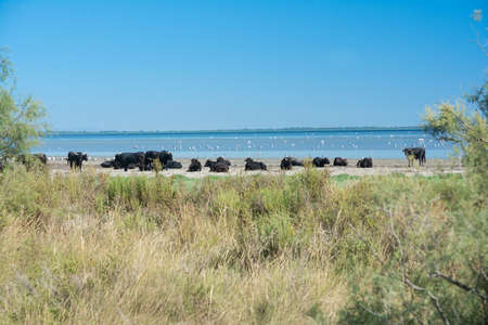 Bulls at rest within the Camargue region of France during a sunny dayの写真素材