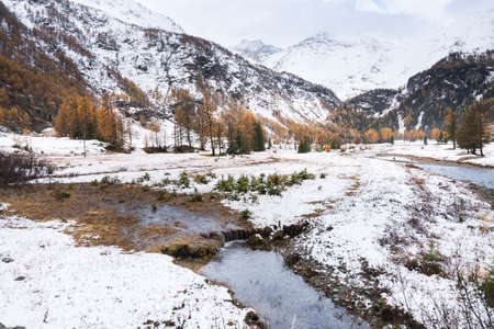 Snow-covered forest in the autumn along the way of the red train of the berninaの写真素材