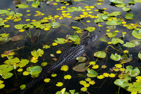 Strolling through the swamps and vegetation of Everglades National Park on a sunny dayの写真素材
