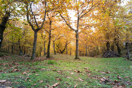 Path inside the wood to reach the sanctuary of Santa Maria del Faggio during the autumn seasonの写真素材