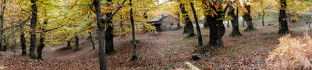An old stone house on the path inside the wood to reach the sanctuary of Santa Maria del Faggio during the autumn seasonの写真素材