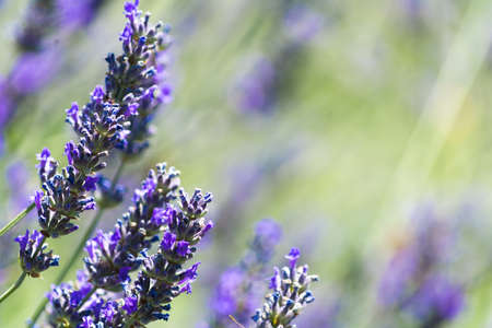 Walking in a lavender field during a sunny dayの写真素材