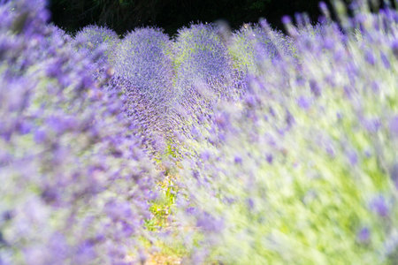 Walking in a lavender field during a sunny day