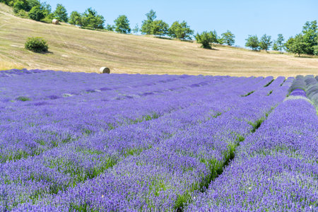Walking in a lavender field during a sunny dayの写真素材