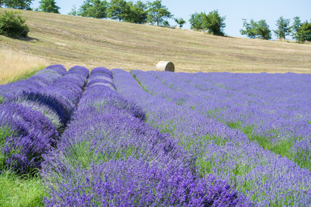 Walking in a lavender field during a sunny dayの写真素材