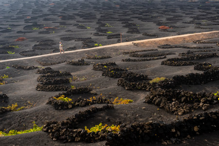 View of Geria, one of the most characteristic and unique agricultural landscapes of Lanzarote during a foggy dayの写真素材