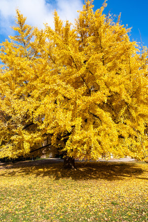 vertical photography of yellow tree in the autumn season on a sunny dayの写真素材