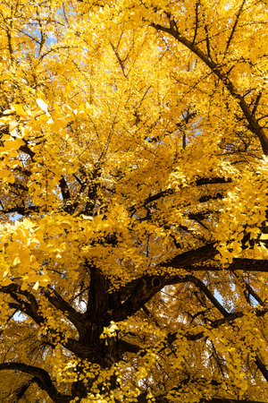 vertical photograph of yellow leaves during the autumn season exposed to the sunの写真素材