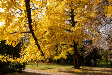 park with autumn colors on a sunny dayの写真素材