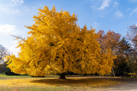 A grand yellow tree in the autumn season on a sunny dayの写真素材