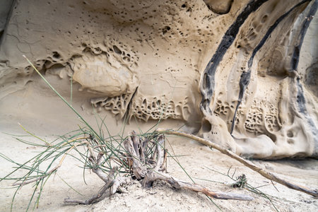 little bushes on the path leading to the unique formations of the Soprasasso caves on a cloudy dayの写真素材