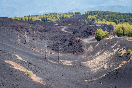 Burnt trees and bare ground on the slopes of Mount Etna in Sicily during a sunny dayの写真素材