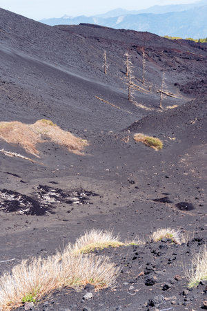 vertical photograph of burnt trees and bare ground on the slopes of Mount Etna in Sicily during a sunny dayの写真素材