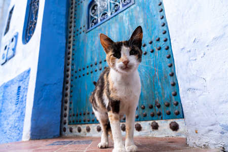 Chefchaouen, Morocco -march 26, 2024:cat walks in Chefchaouen, a characteristic town in Morocco, during a cloudy dayのeditorial素材