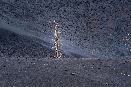 Burnt trees and black soil on the slopes of Mount Etna in Sicily during a sunny dayの写真素材