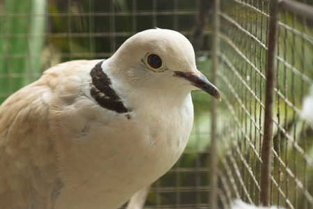 Bird with black stripeの写真素材