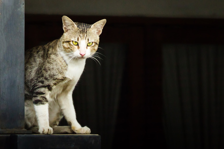Wild domestic cat standing on the concrete fence. The cat has yellow eyes and black and gray stripes pattern on its body hairs.の写真素材