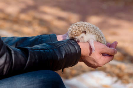 Girl holding an adult hedgehog in her hands