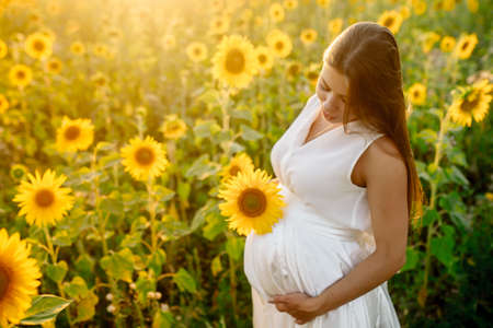 Beautiful caucasian pregnant woman walking in the summer at sunset in a field of blooming sunflowerの写真素材