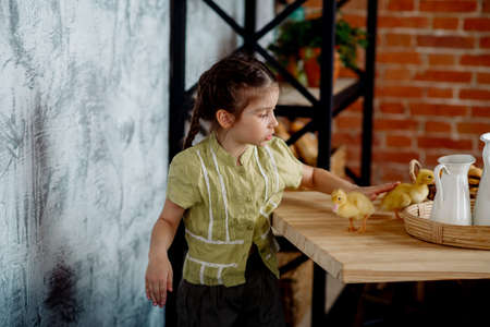 Cute little girl playing with ducklings in the kitchen at homeの写真素材