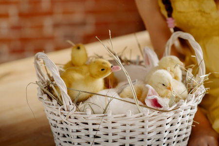 A cute little girl plays with her pets: ducklings and chickens on the festive table, getting ready for the Easter holidayの写真素材