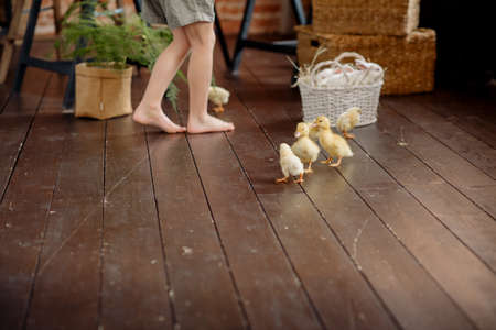 Little chick on a wooden floor. Selective focus. nature.